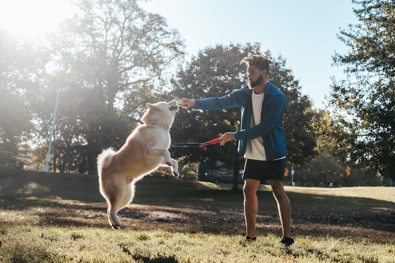 Pet Training & Walking